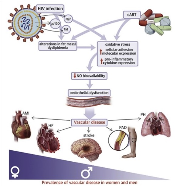 The schematic figure shows the potential mechanisms in which HIV infection, viral proteins, and combination antiretroviral therapy (cART) contribute to endothelial dysfunction leading to HIV-associated cardiovascular disease. (Kovacs L, et al., J Am Coll Cardiol Basic Trans Science. 2022;7(4):410–421.)