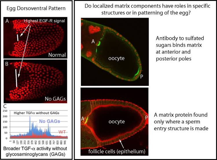 Oocyte