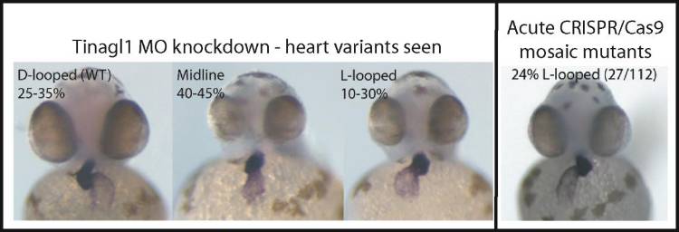 Zebra Fish 2